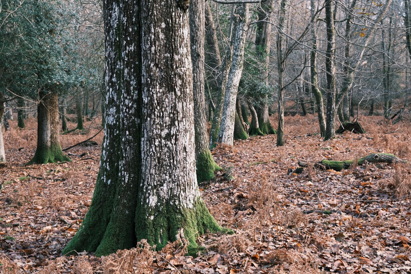 Fujicolor Ambience film recipe sample photo
