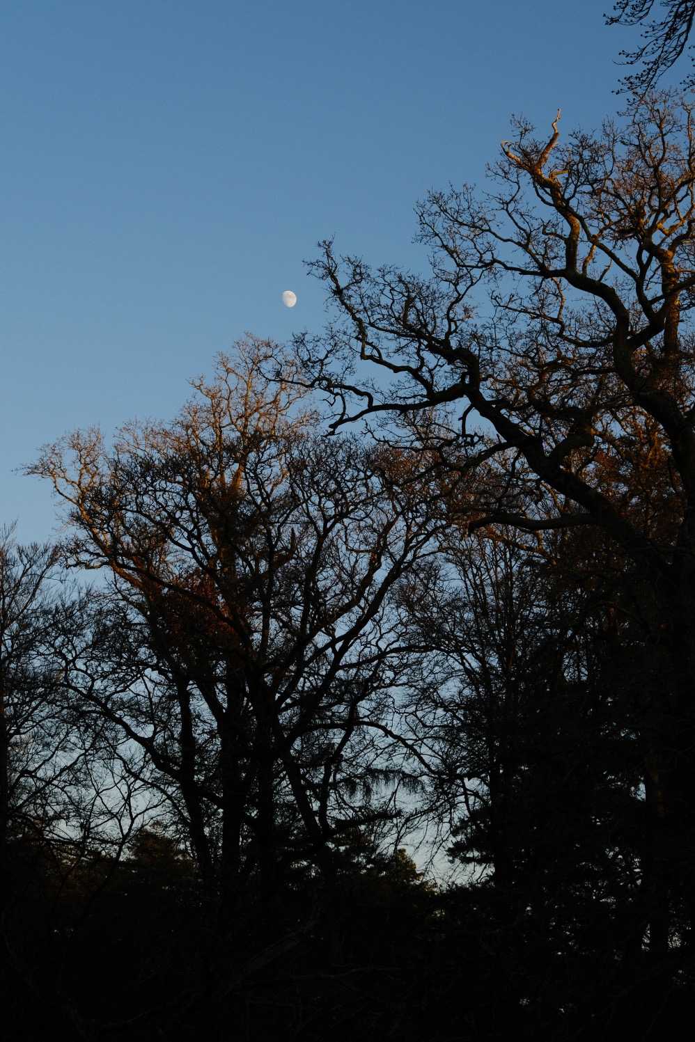 Natural Ambience film recipe sample photo
