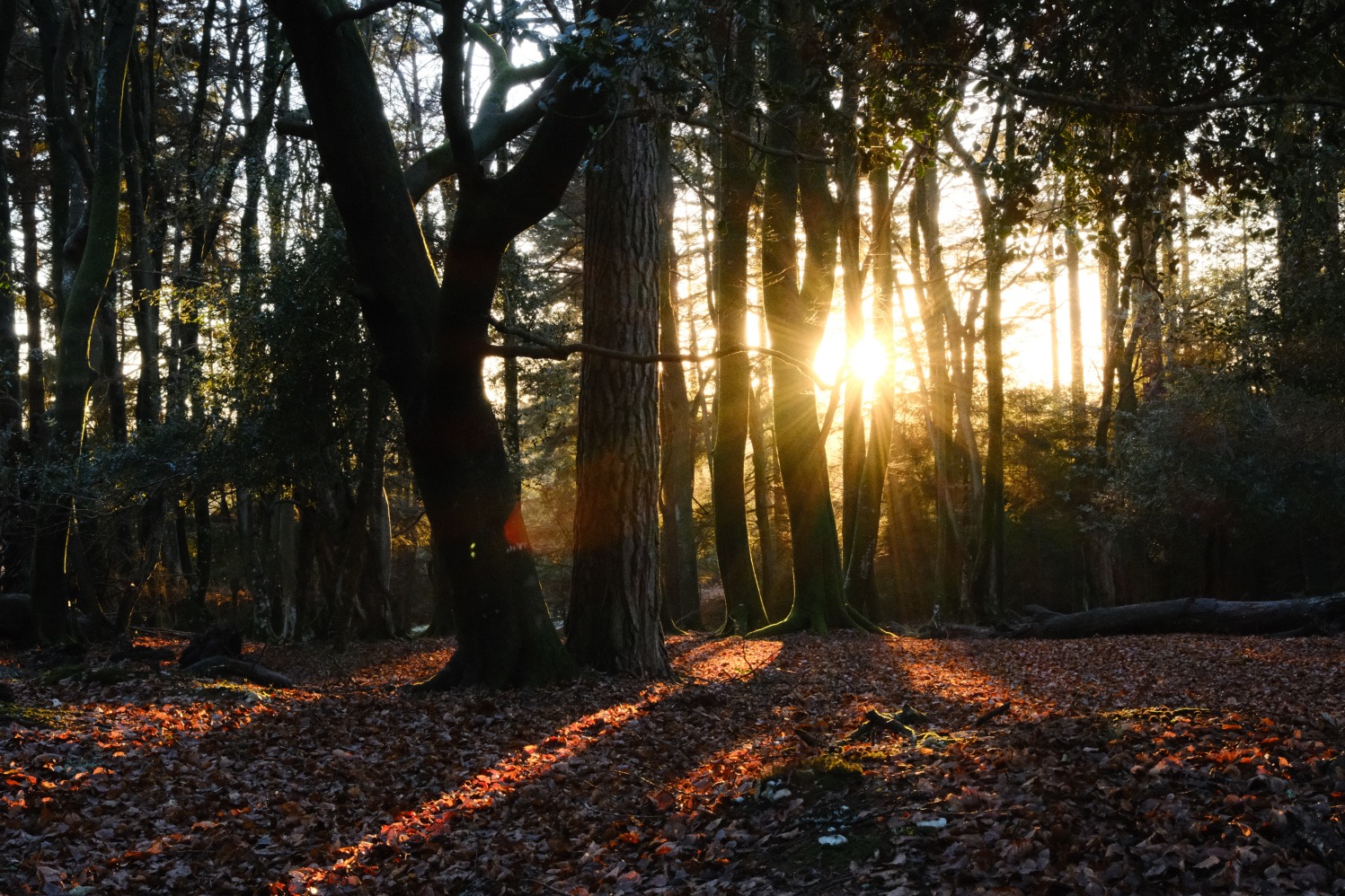 Natural Ambience film recipe sample photo