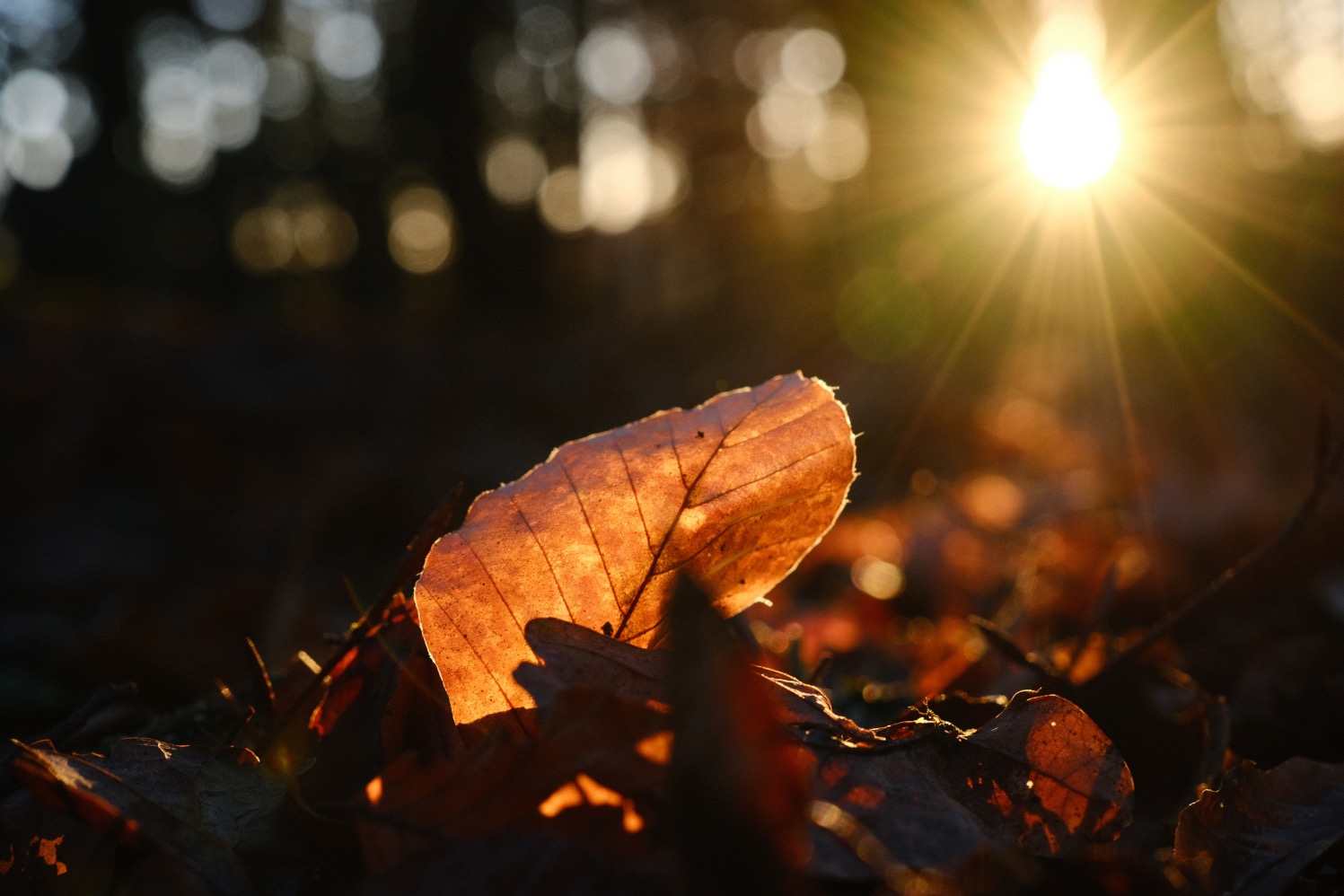 Natural Ambience film recipe sample photo