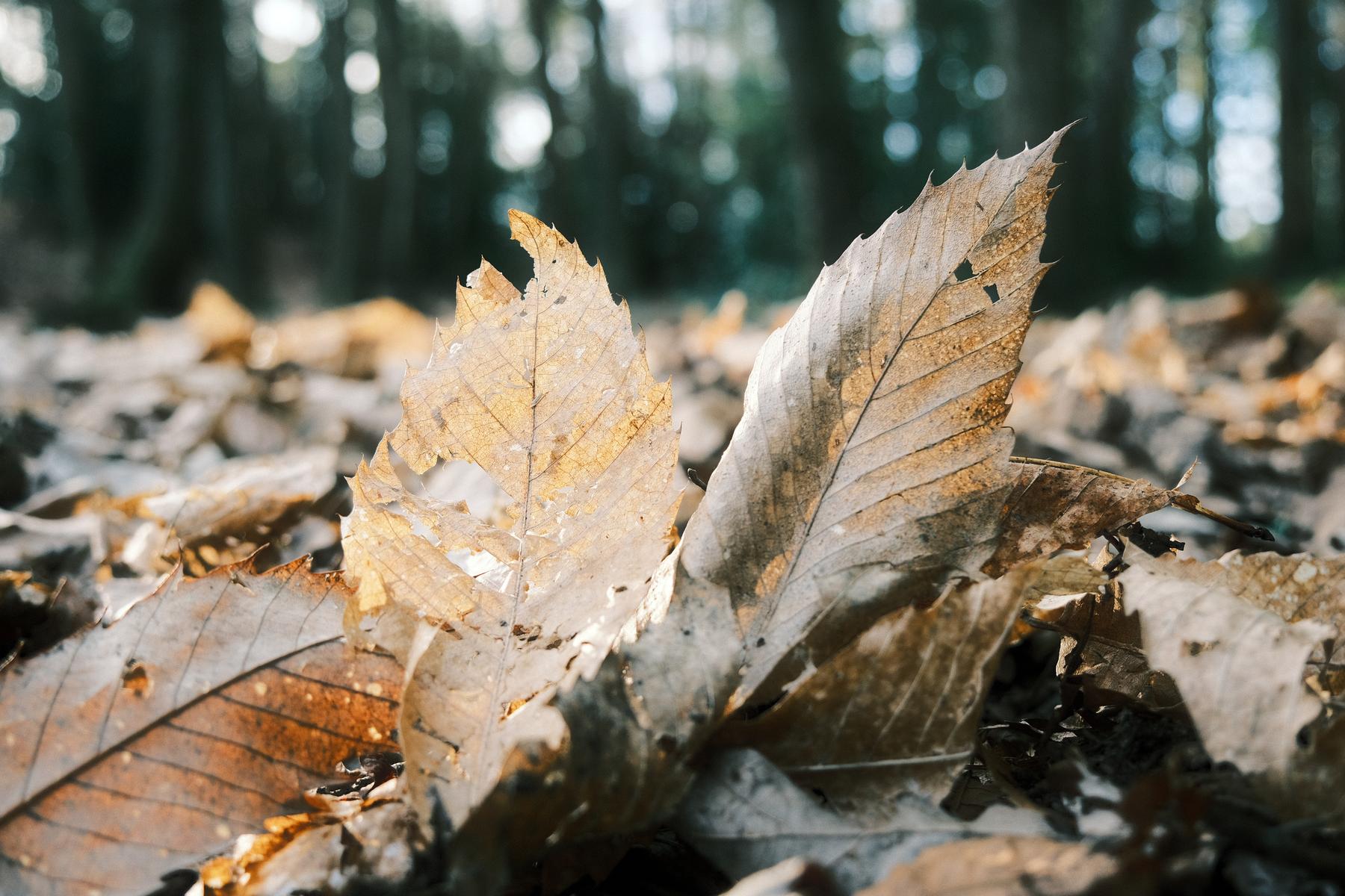 Ultra Color 200 film recipe sample photo