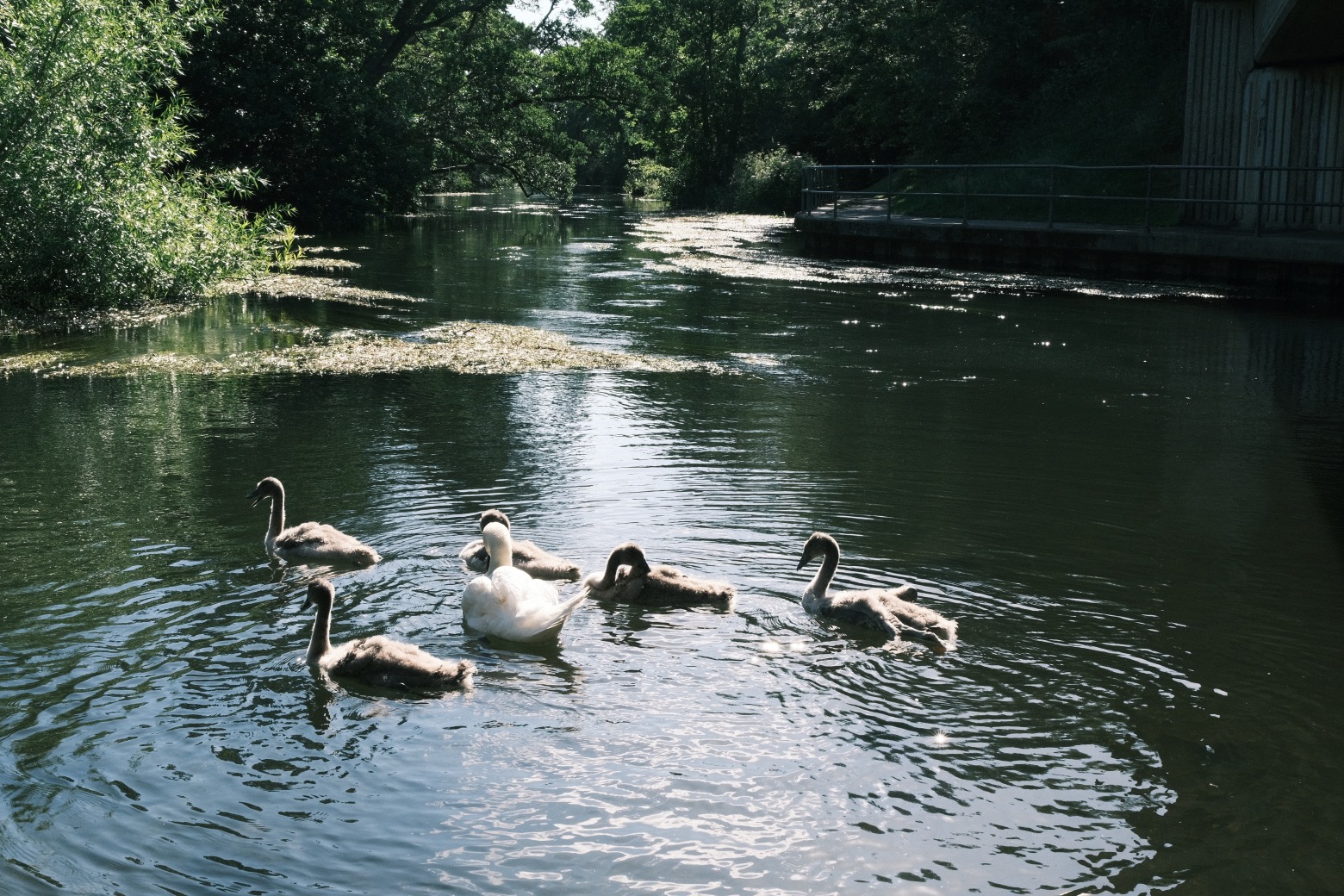 Fujicolor Ambience film recipe sample photo