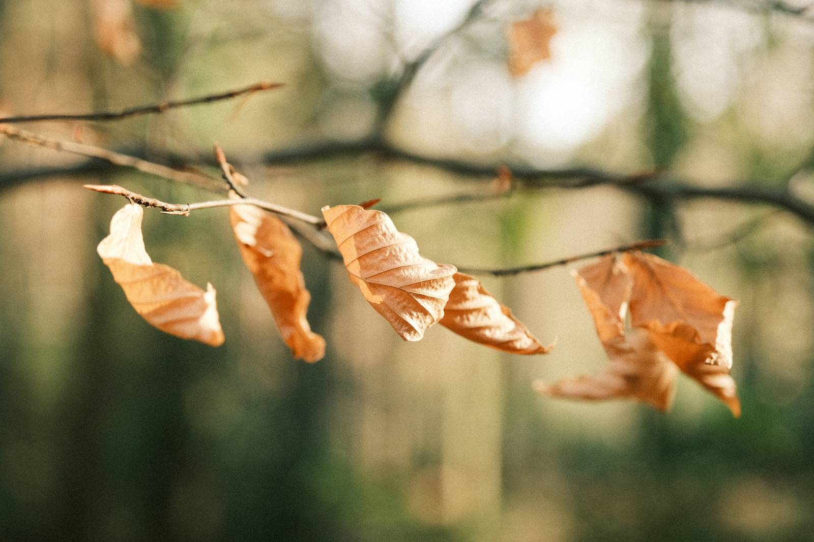 Kodak Portra Grainy film recipe sample photo