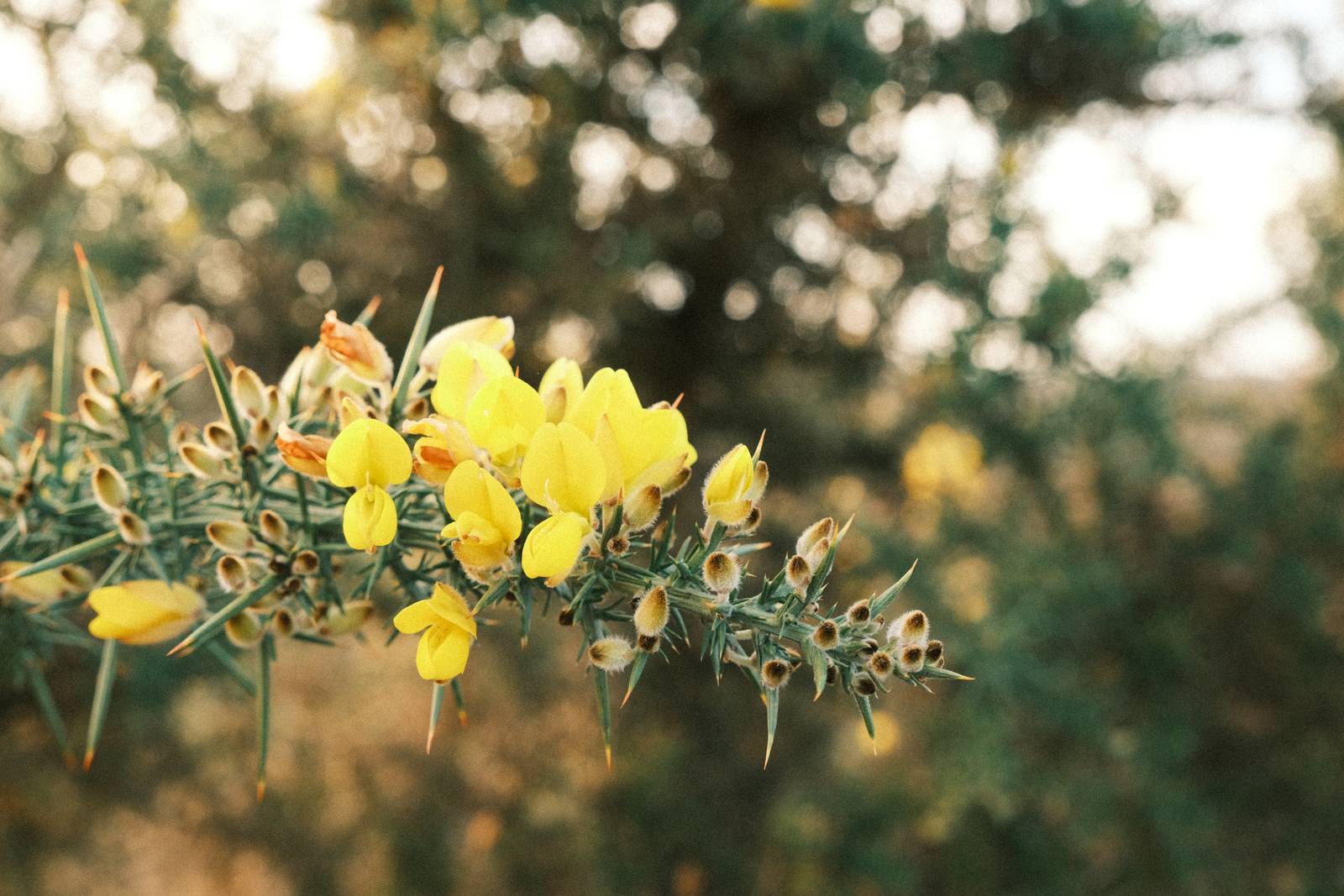 Kodak Portra Grainy film recipe sample photo