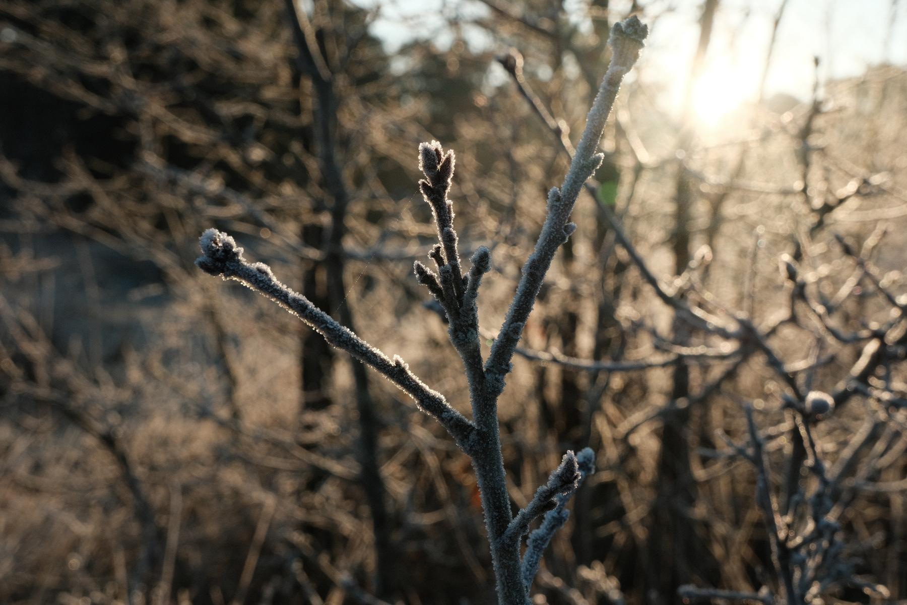 Kodacolor Ambience film recipe sample photo