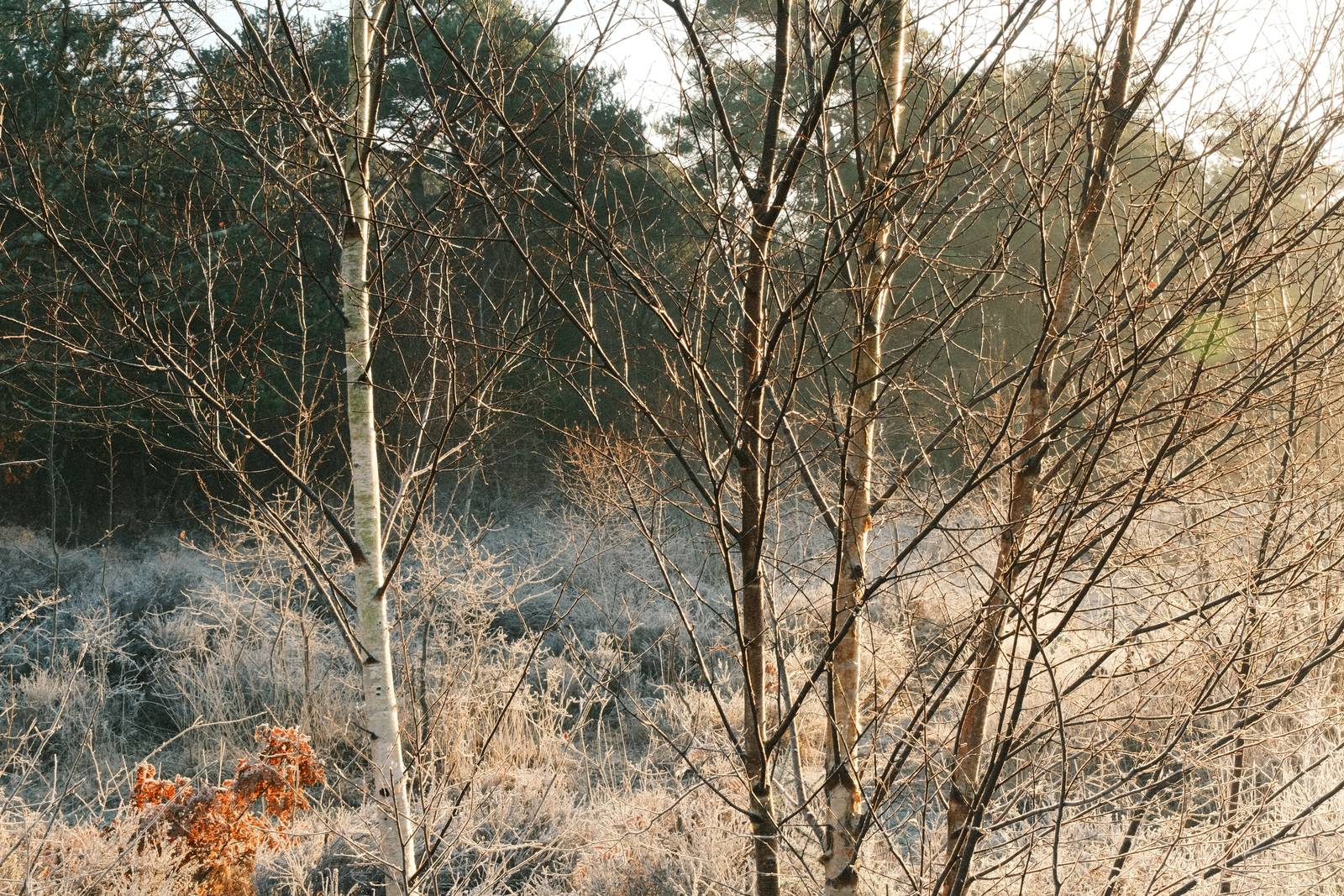 Kodak Portra Grainy film recipe sample photo