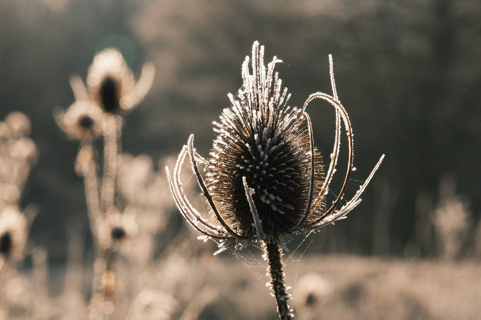 Soft Negative film recipe sample photo