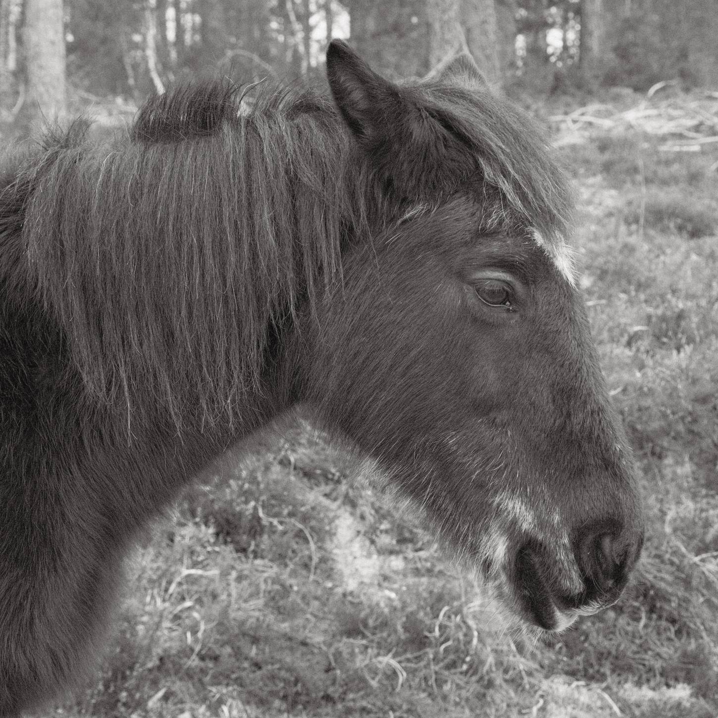 Soft Acros film recipe sample photo