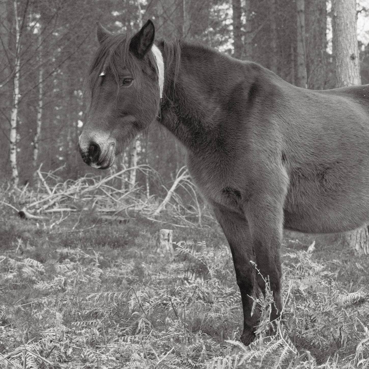 Soft Acros film recipe sample photo