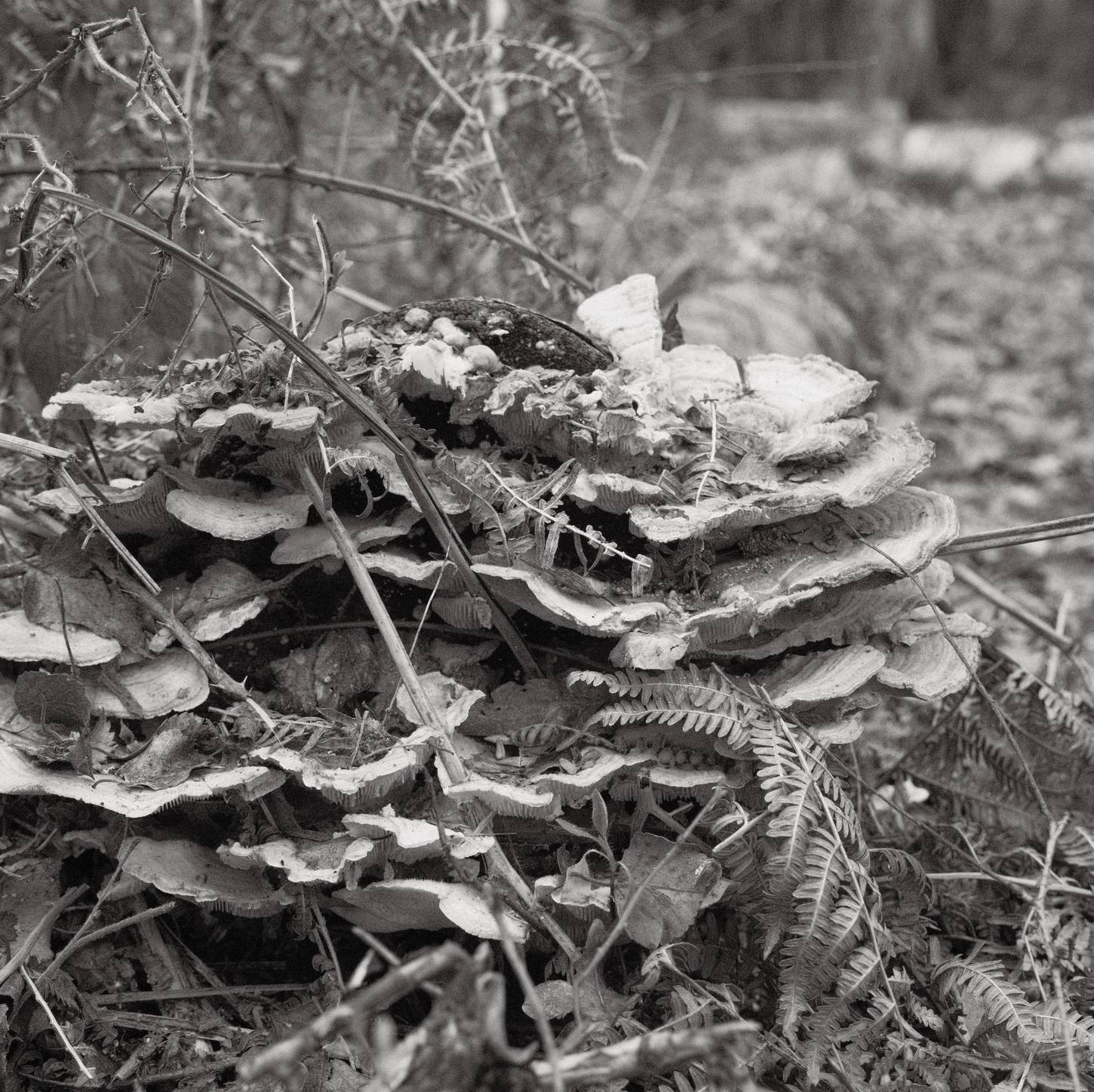 Soft Acros film recipe sample photo