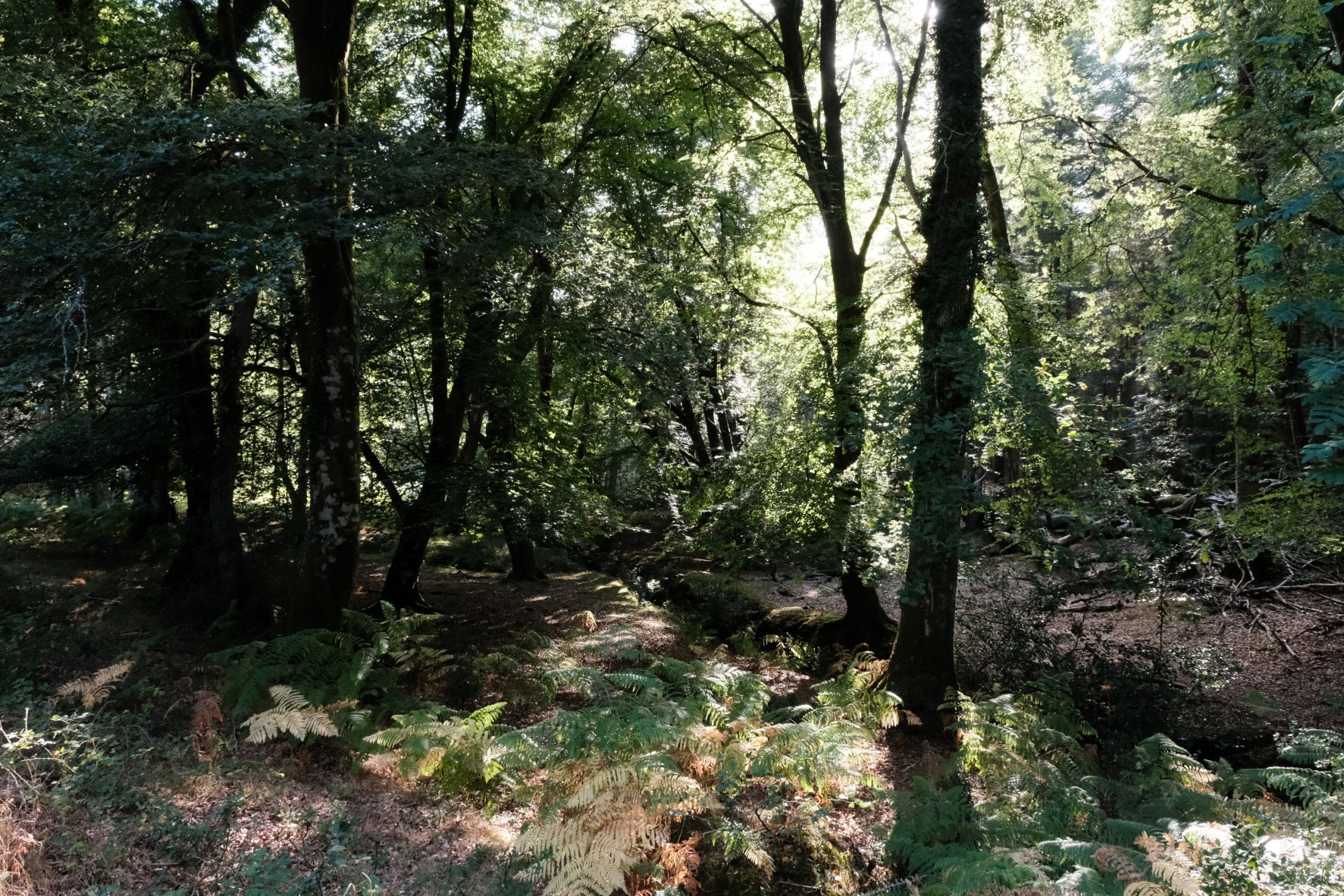 Kodacolor Ambience film recipe sample photo
