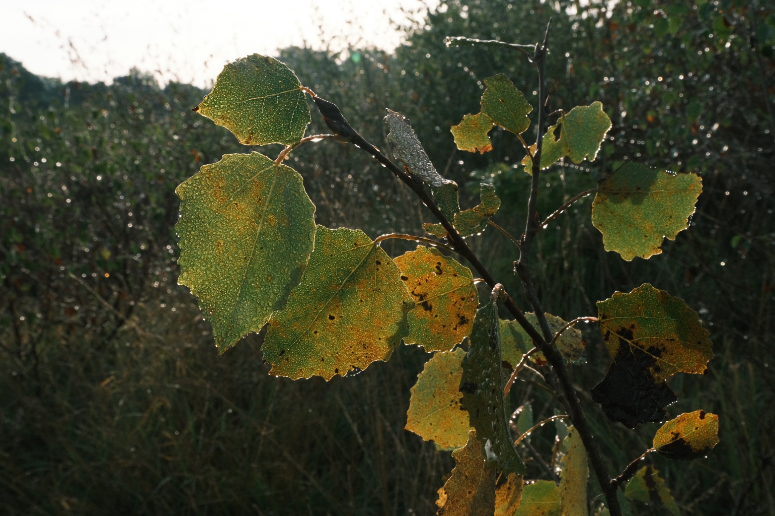 Fujicolor Ambience film recipe sample photo