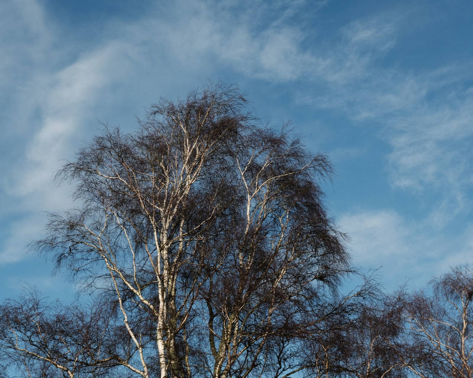 Kodacolor Ambience, a Pure Kodak Chrome Look