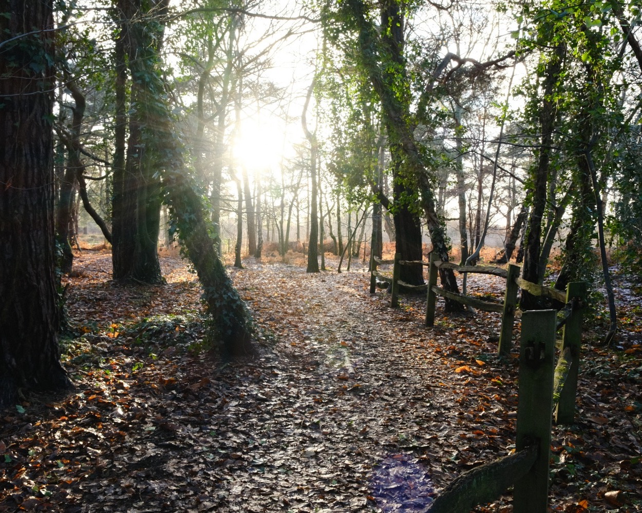 Natural Ambience, a Pure Tones Film Recipe