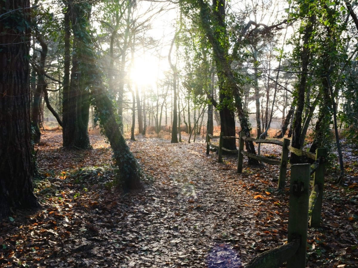 Natural Ambience, a Pure Tones Film&nbsp;Recipe