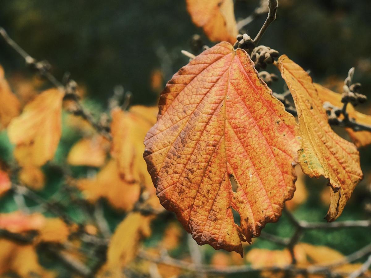 Ultra Color 200, Max Color Negative&nbsp;Film