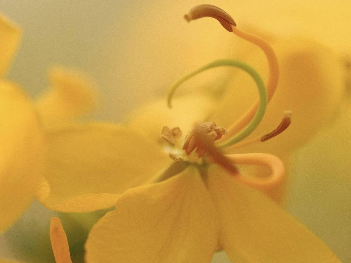 Bright Daze, Astia Summer&nbsp;Fresh