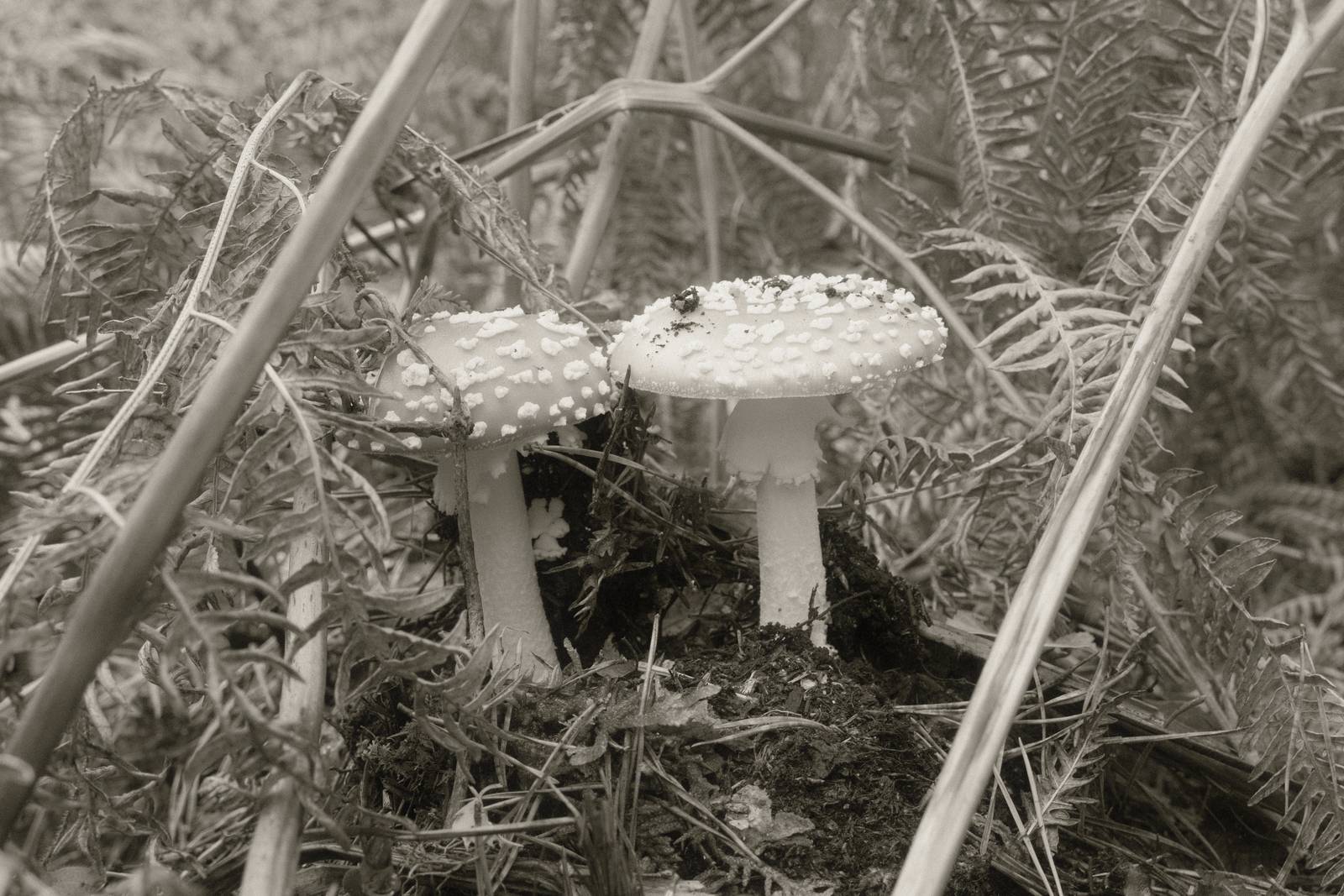 Mono 42 film recipe sample photo