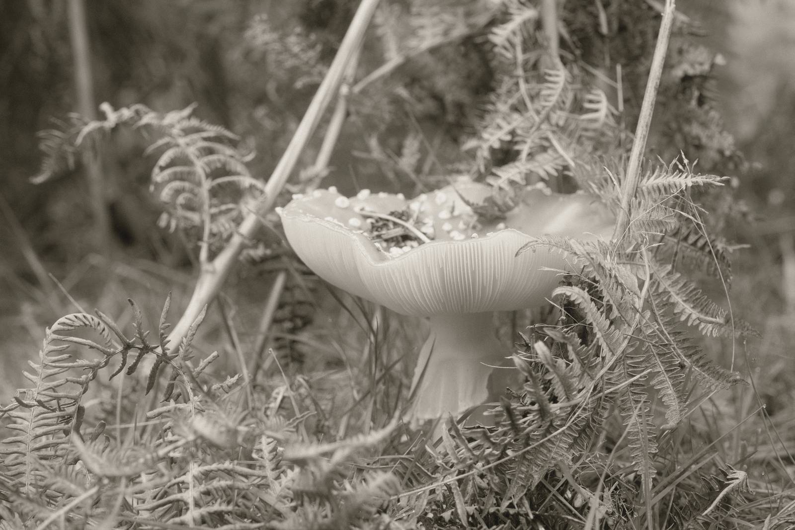 Mono 42 film recipe sample photo