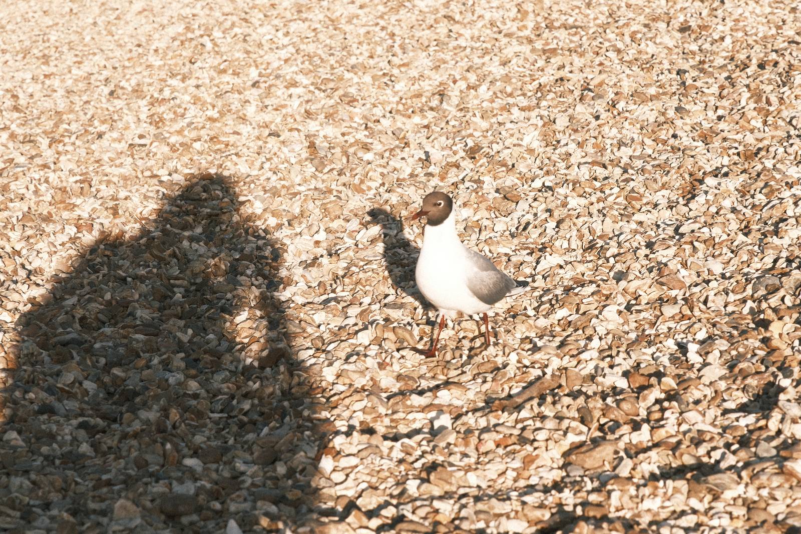 Childhood Vacation film recipe sample photo