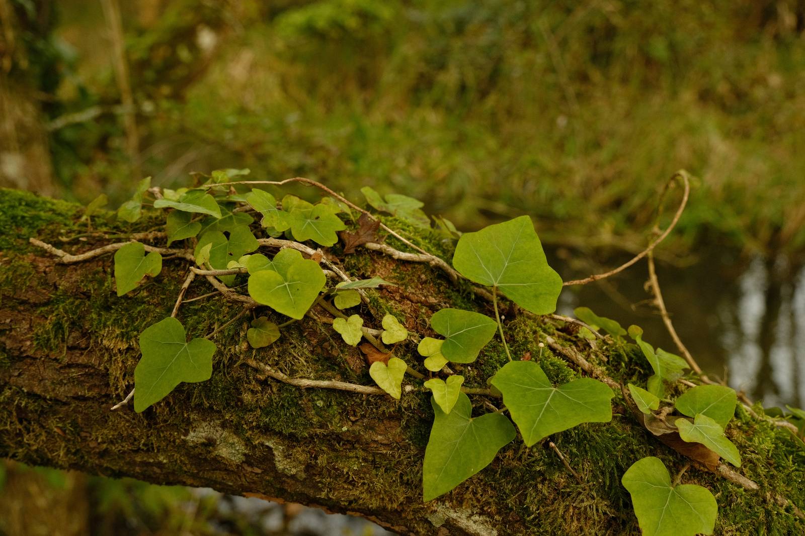 Waldorf Warm film recipe sample photo