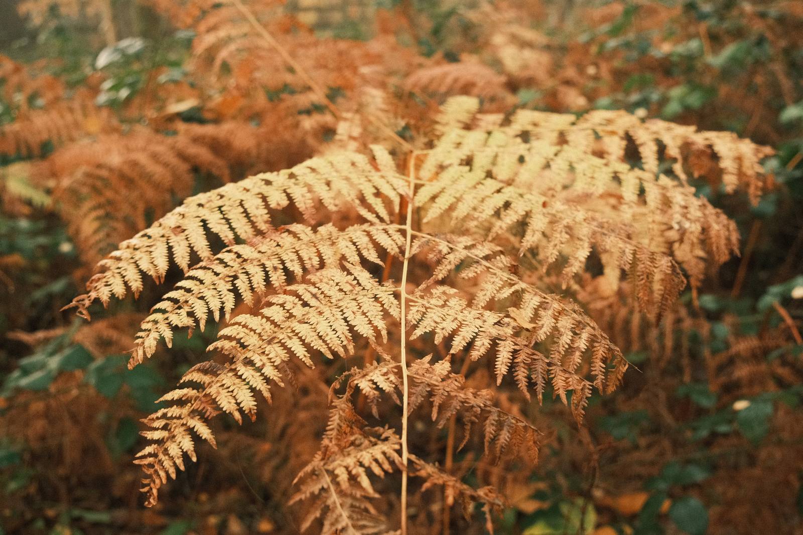 Rosa Golden film recipe sample photo