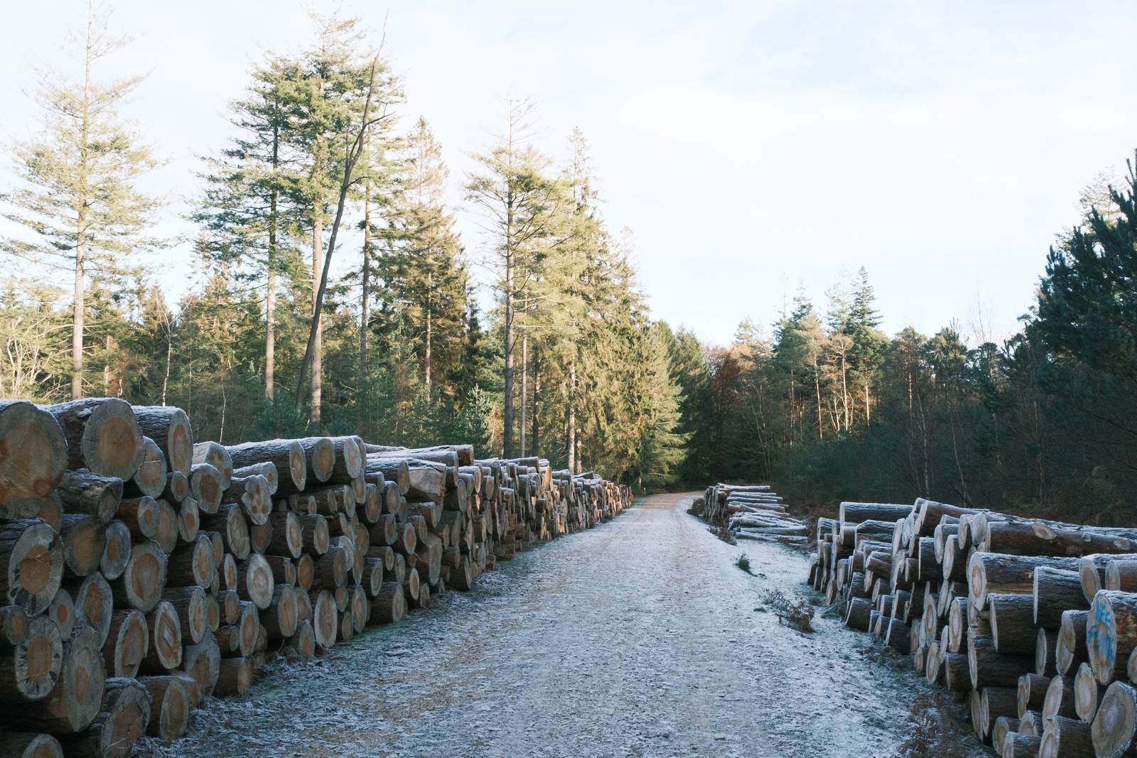 Fujicolor C200 film recipe sample photo