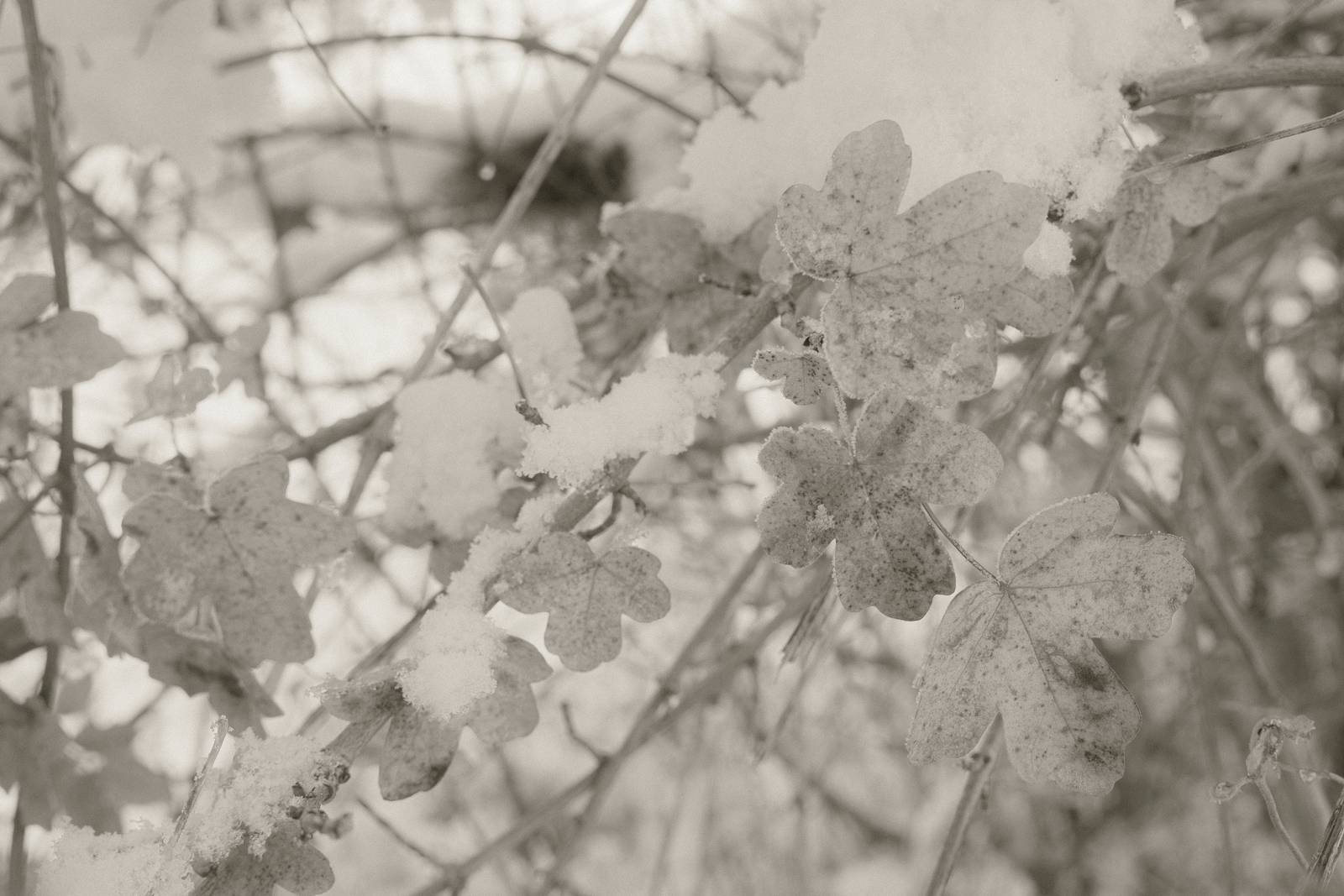 Mono 42 film recipe sample photo