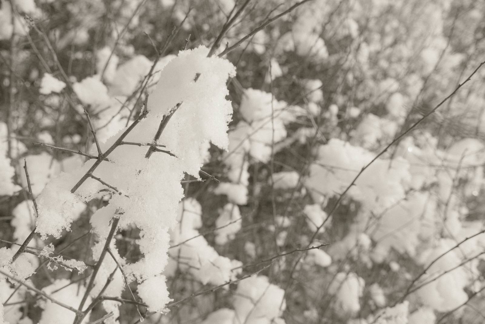 Mono 42 film recipe sample photo