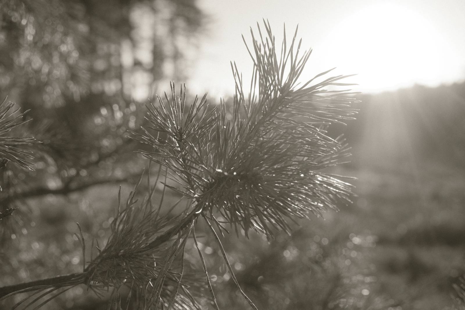 Mono 42 film recipe sample photo