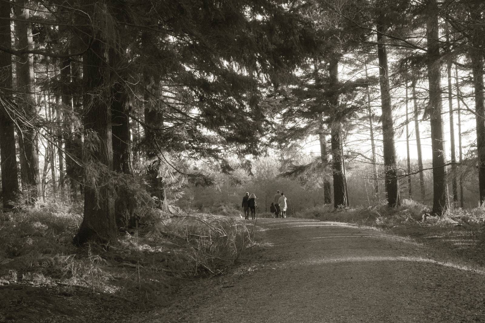 Mono 42 film recipe sample photo
