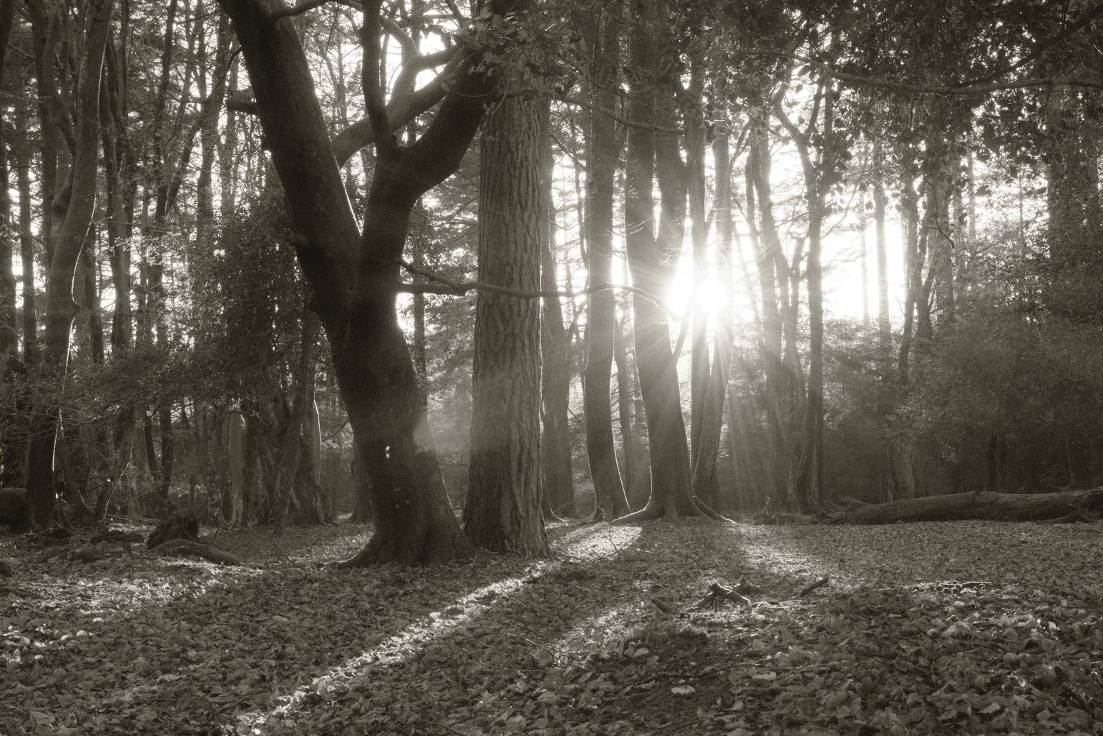 Mono 42 film recipe sample photo