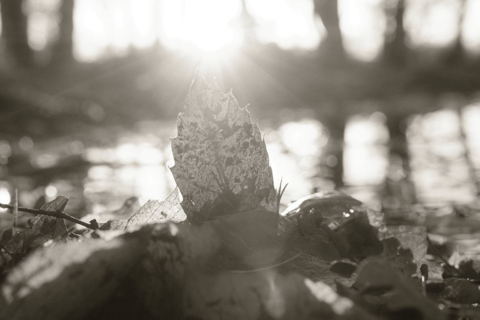 Mono 42 film recipe sample photo