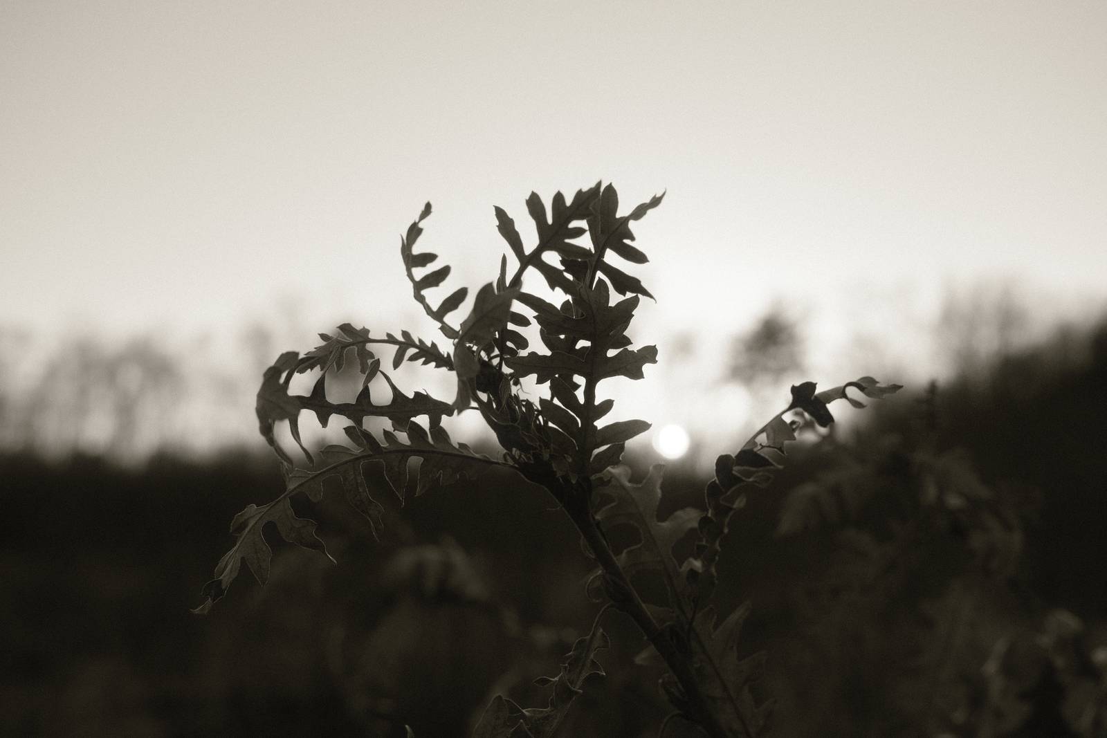 Mono 42 film recipe sample photo