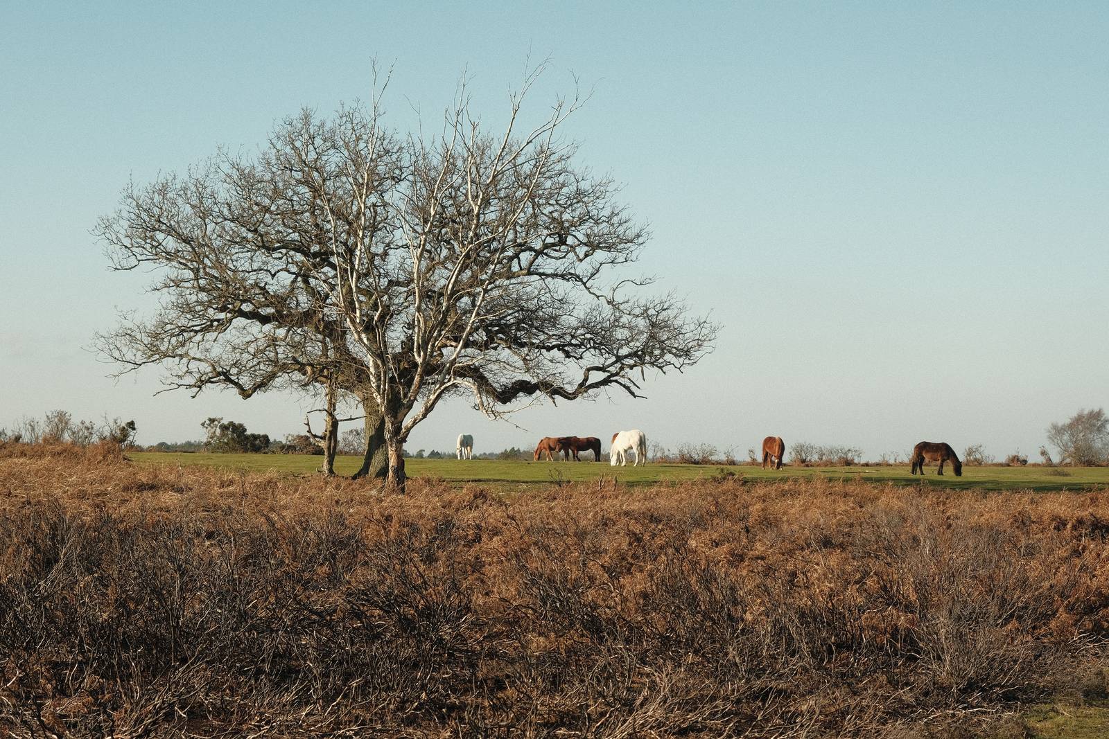 Kodachrome 60s film recipe sample photo