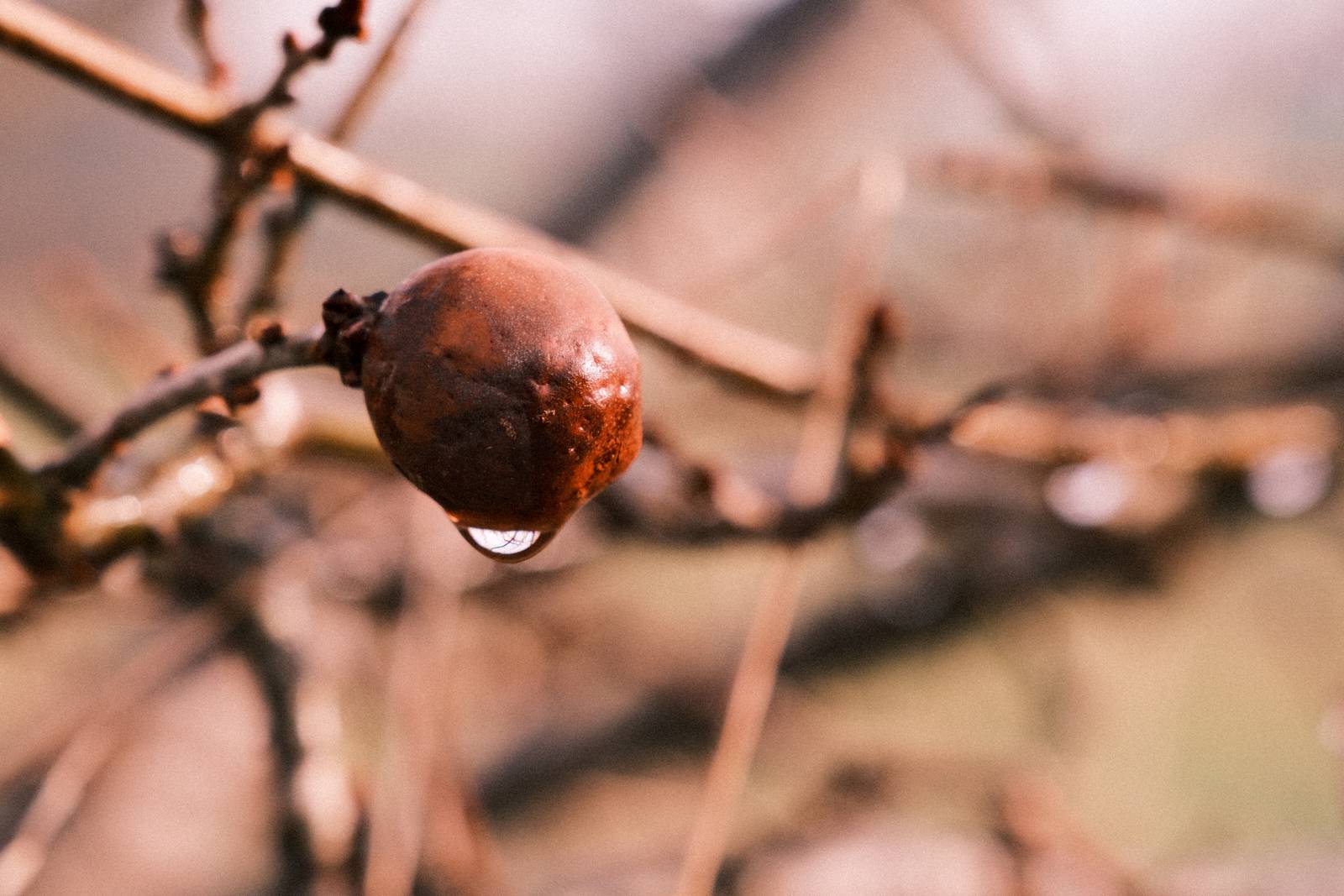 Olympus Trip 35 film recipe sample photo