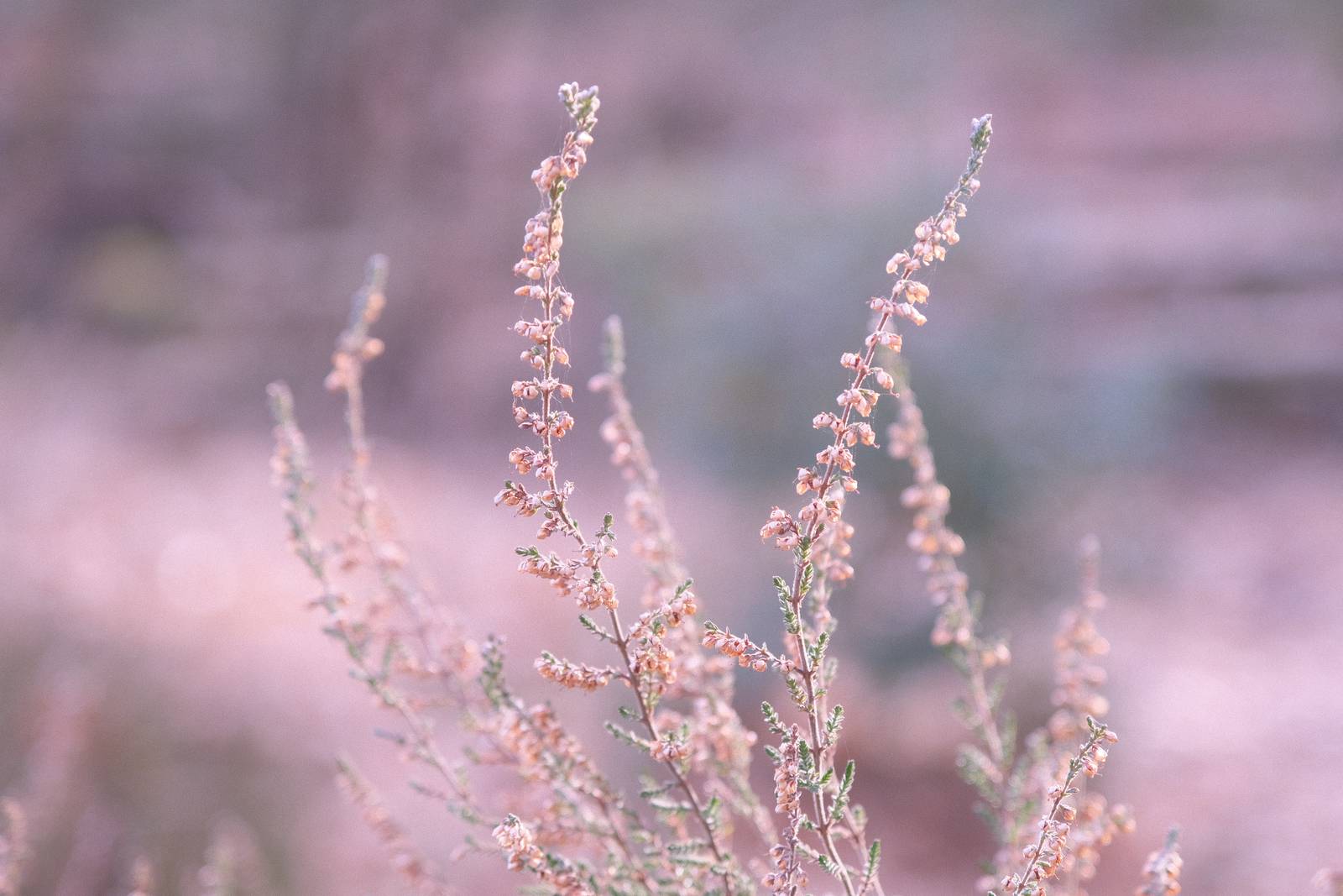 Technicolor Dream film recipe sample photo