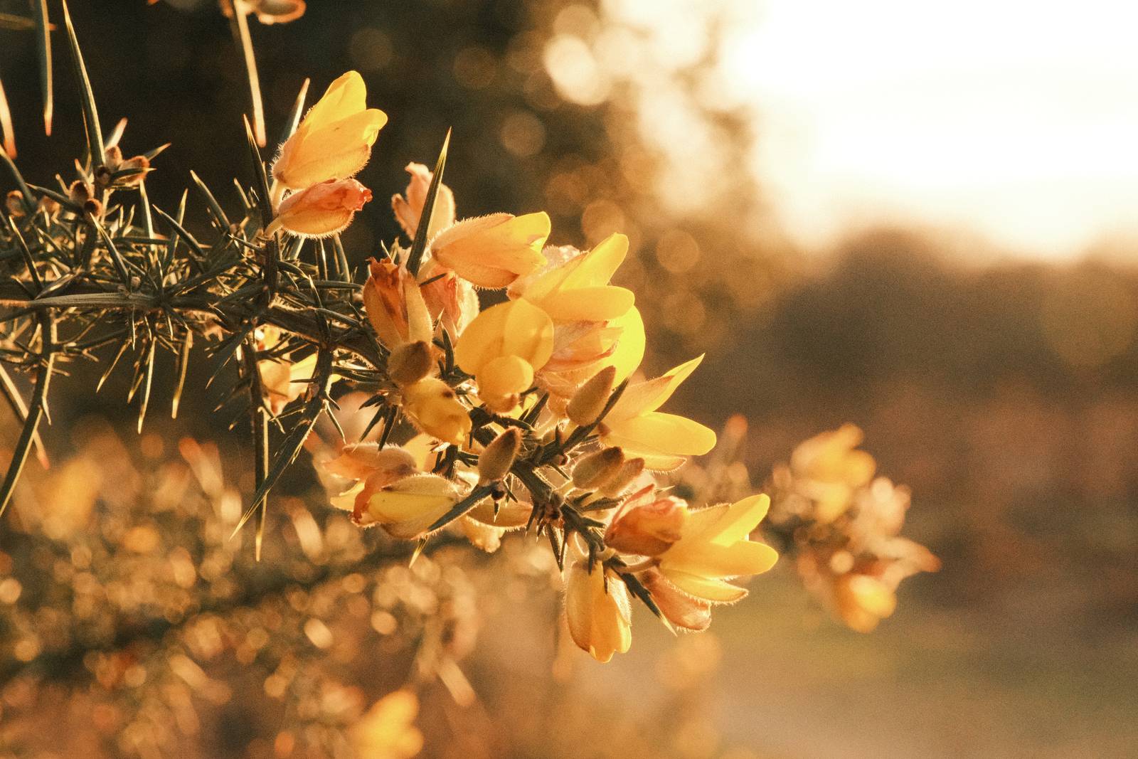 Rosa Golden film recipe sample photo