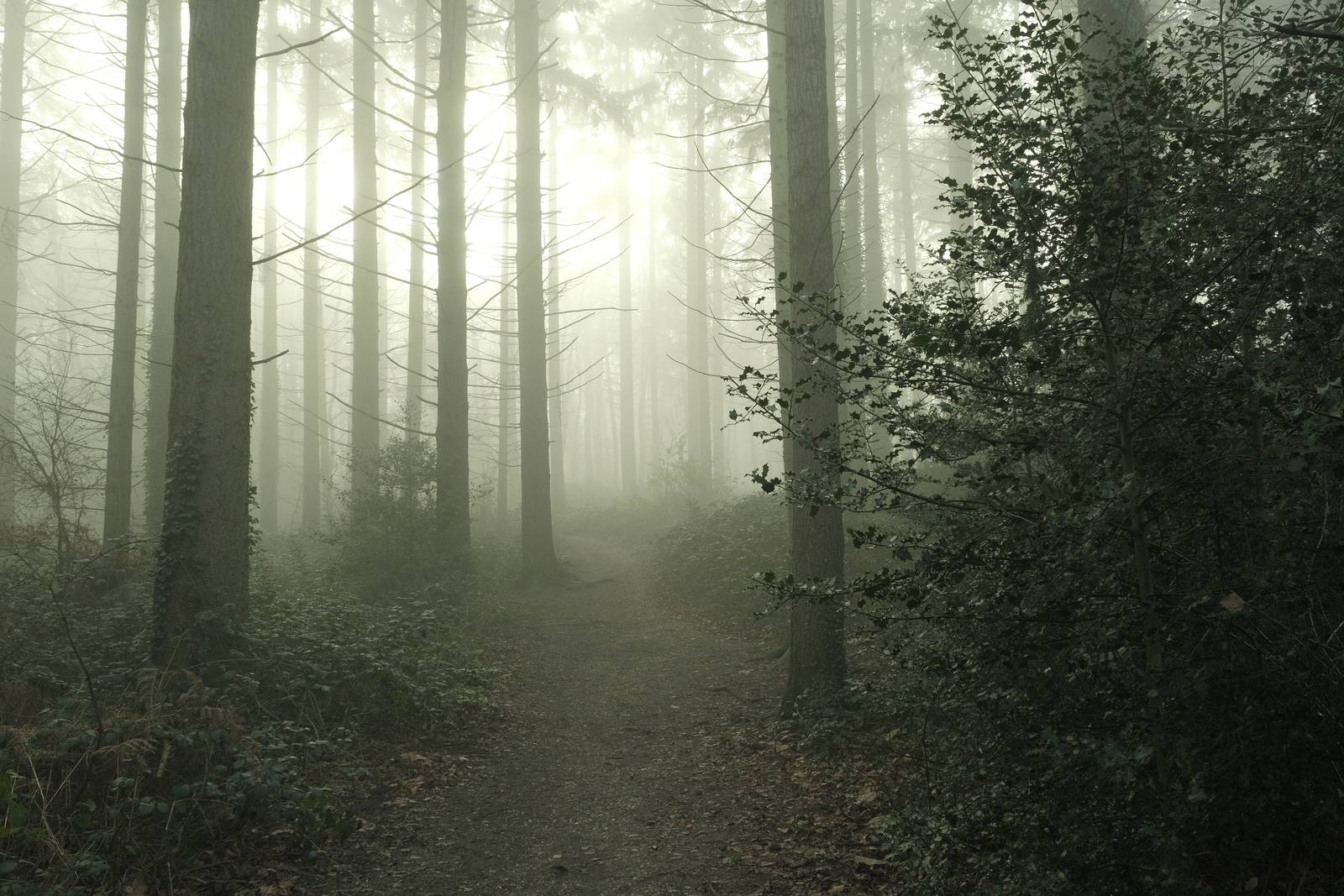 Forest Ranger film recipe sample photo