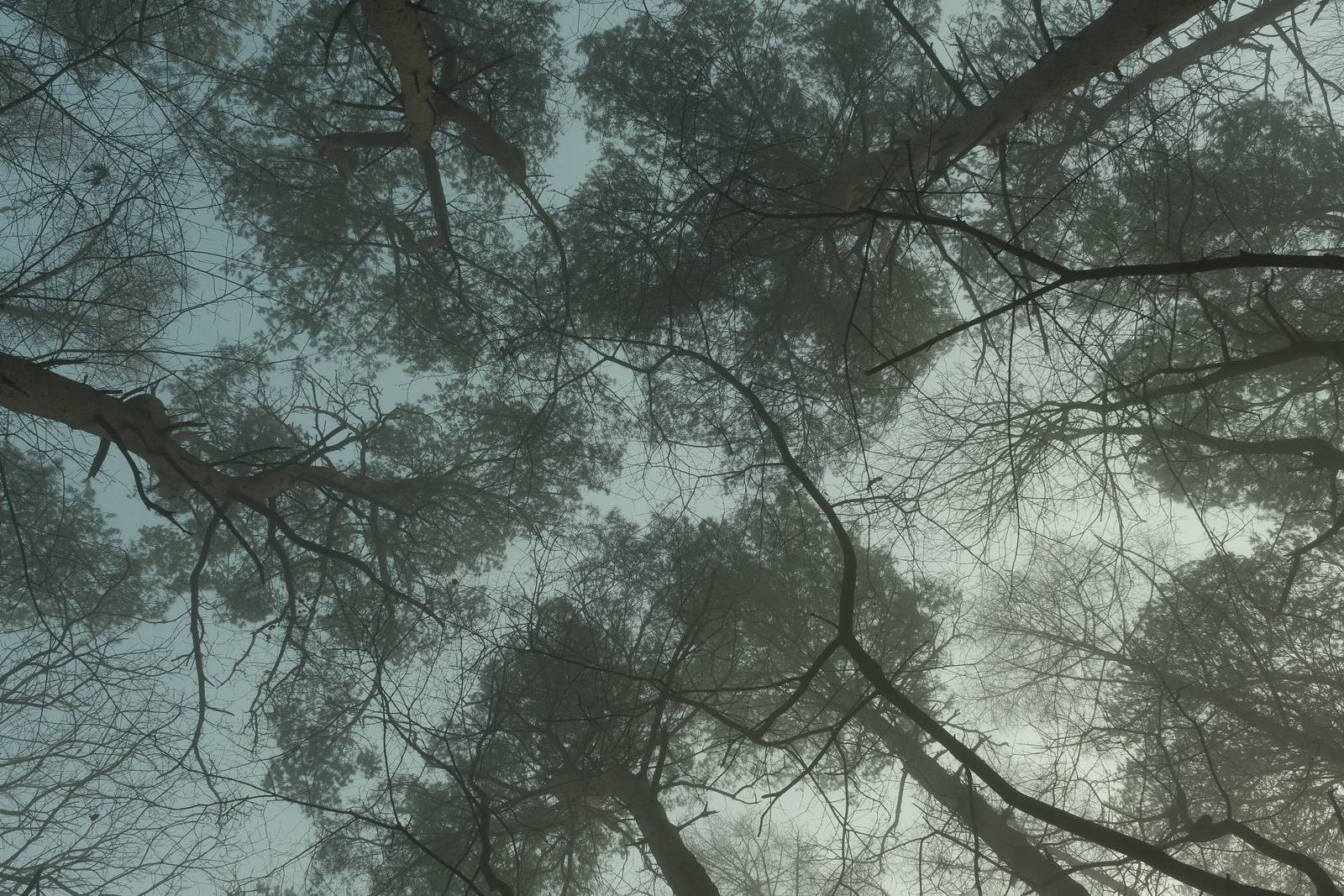 Forest Ranger film recipe sample photo
