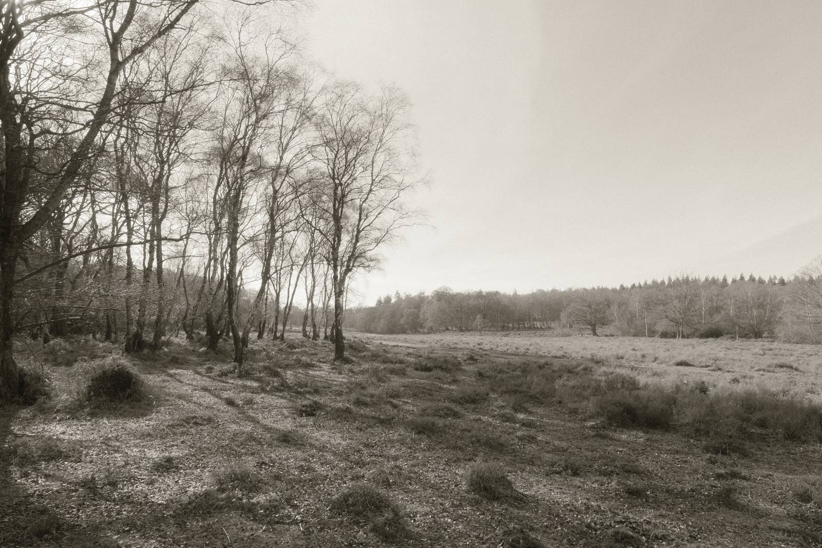 Mono 42 film recipe sample photo