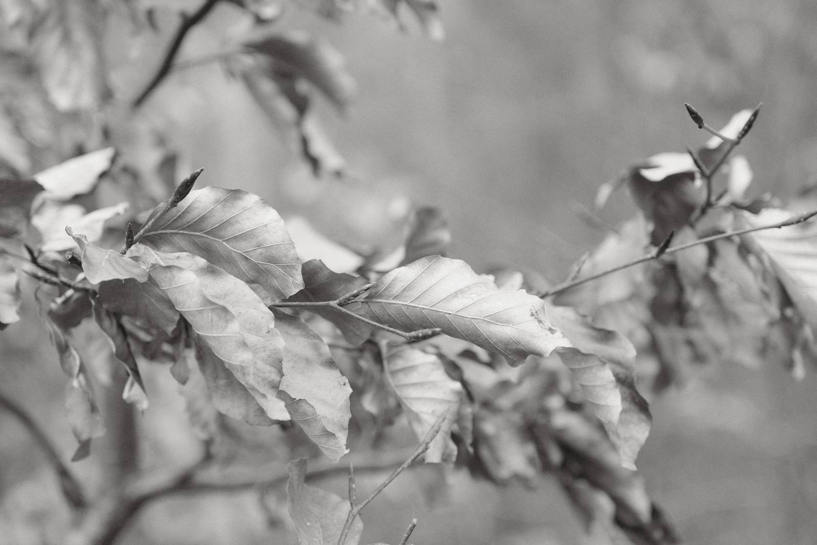 Acroscape film recipe sample photo