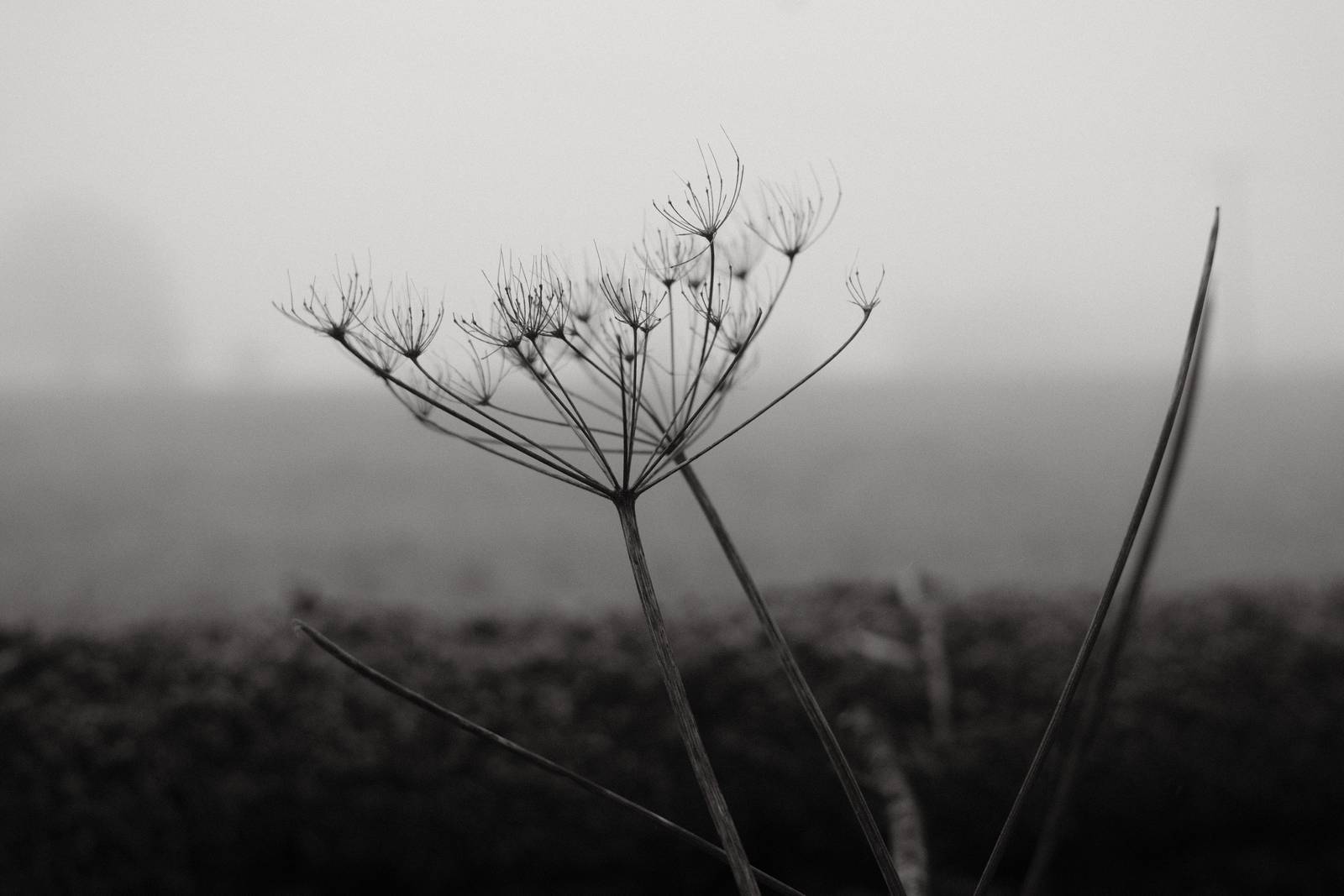 Acroscape film recipe sample photo