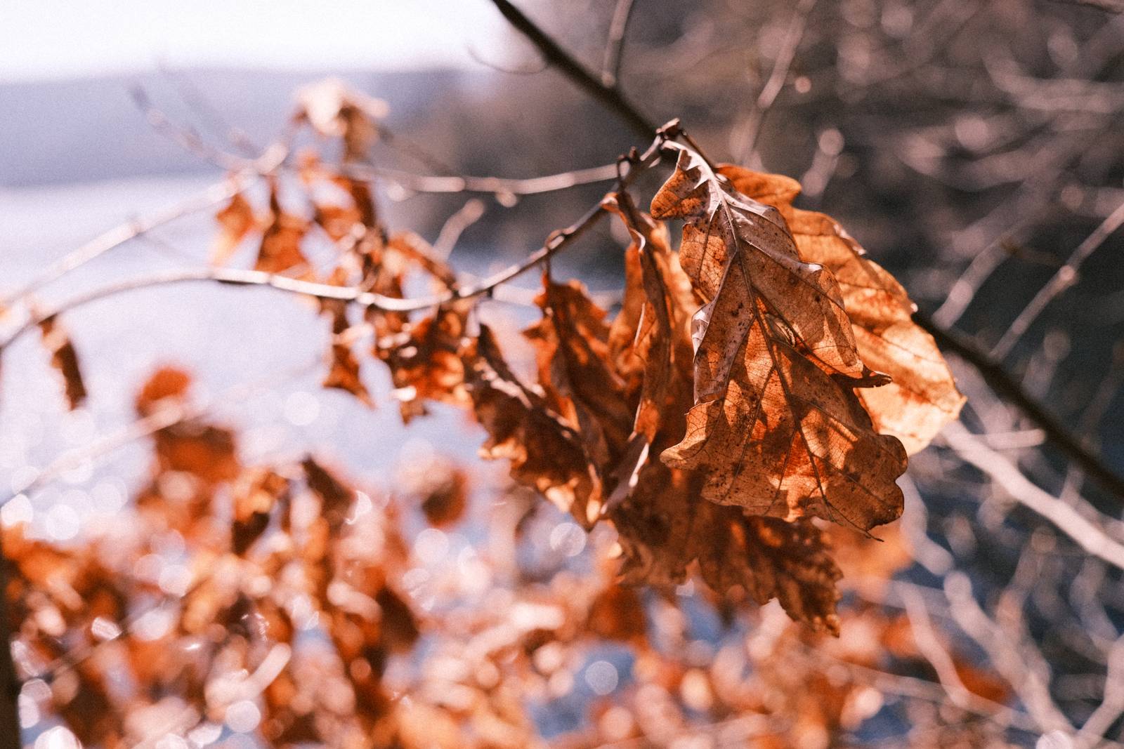 Olympus Trip 35 film recipe sample photo
