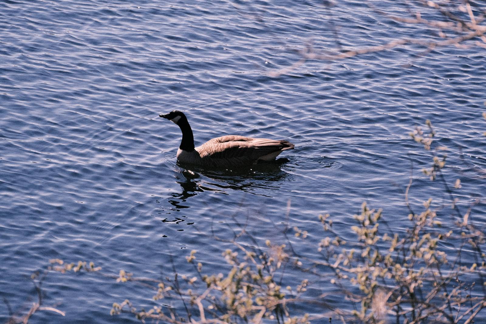 Olympus Trip 35 film recipe sample photo