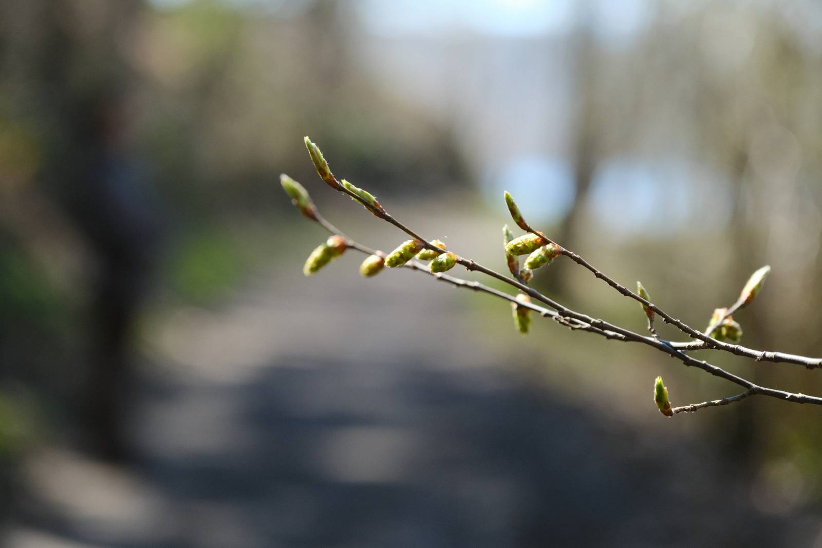 Natural Ambience film recipe sample photo
