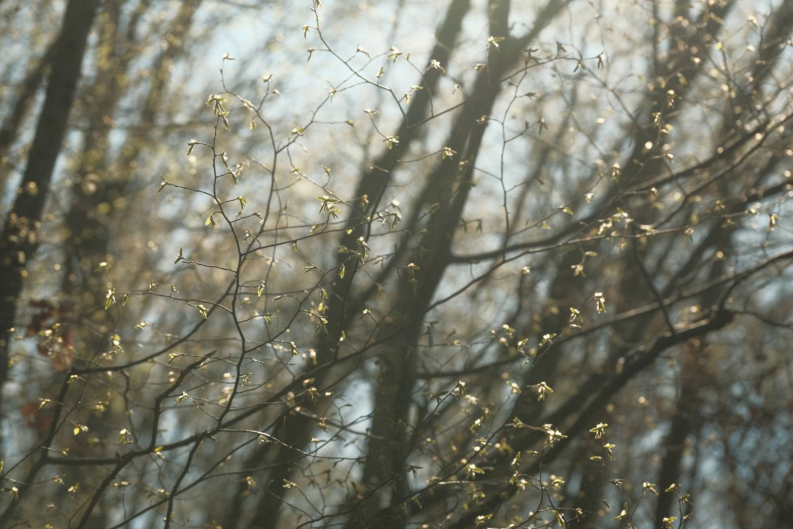 Kodachrome 60s film recipe sample photo