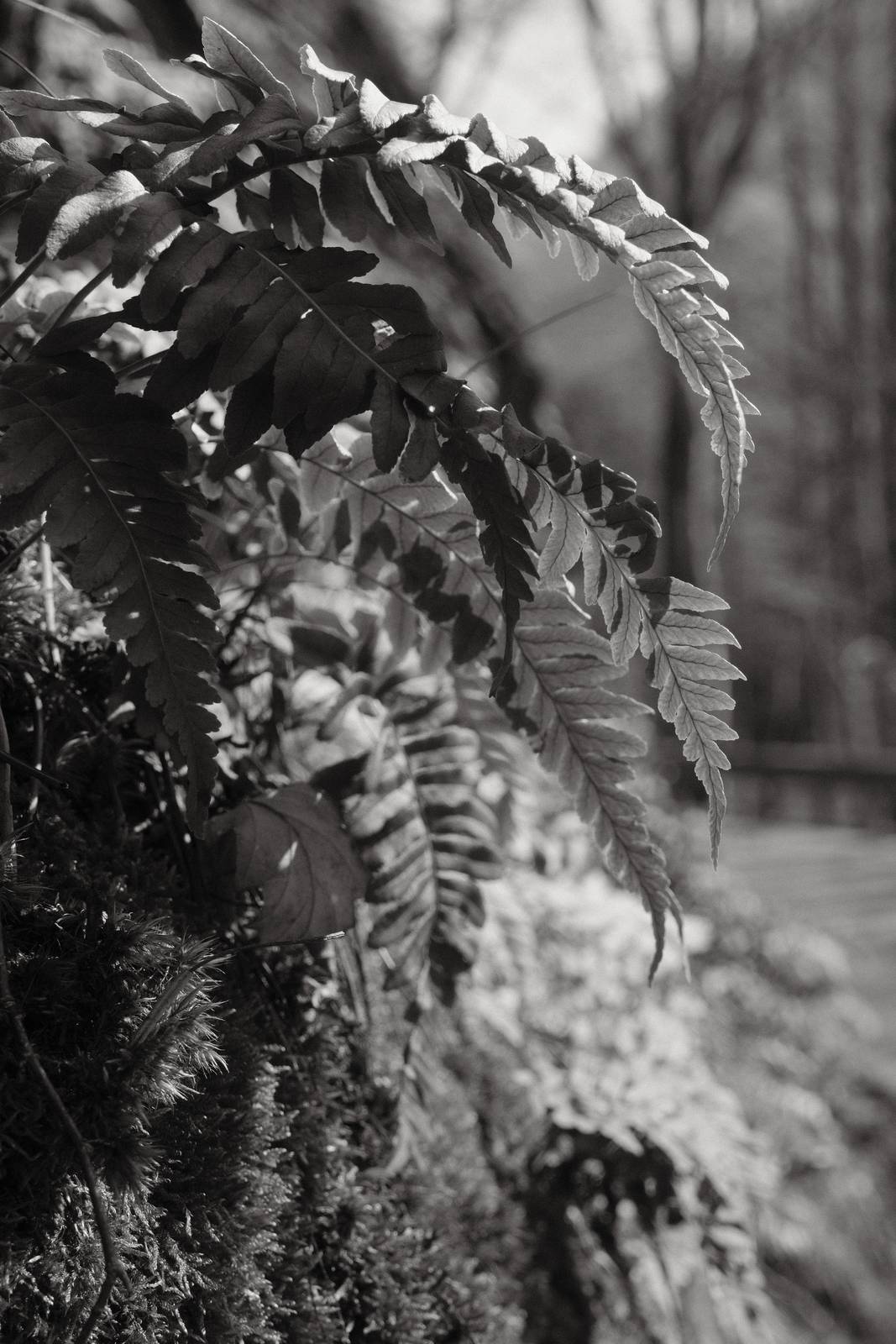 Acroscape film recipe sample photo