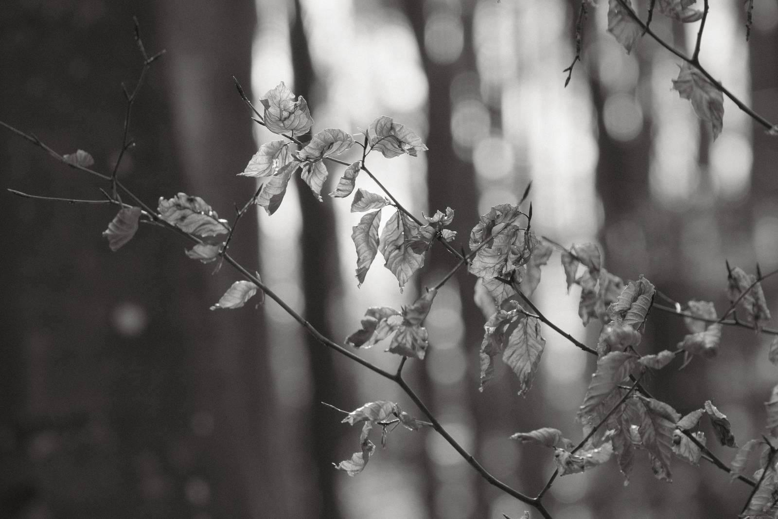 Acroscape film recipe sample photo