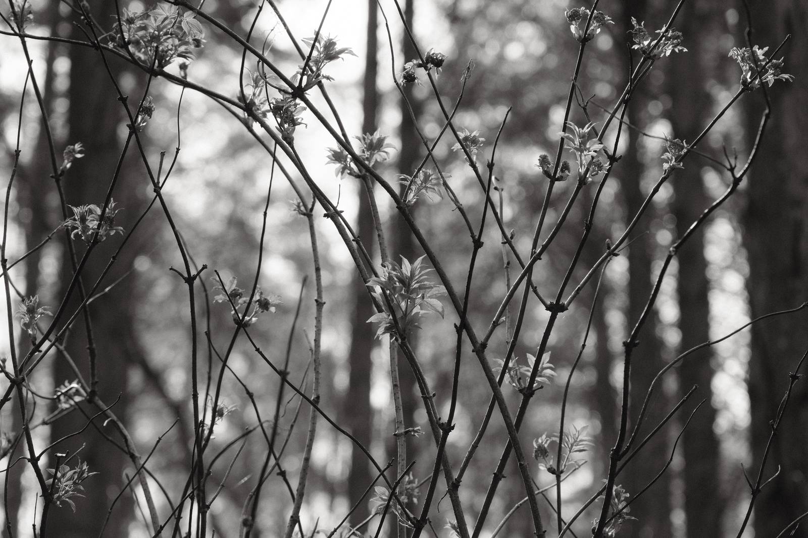 Acroscape film recipe sample photo